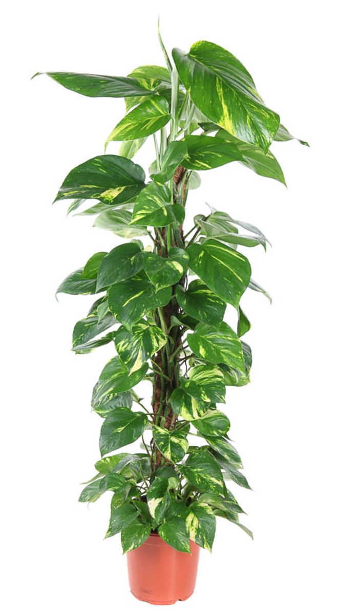 Epipremnum pinnatum – Dragon Tail