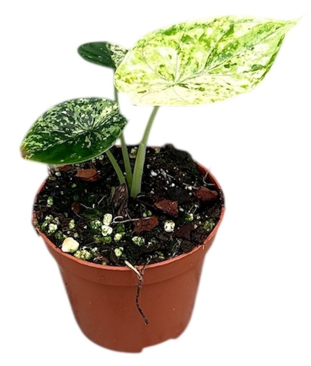 Alocasia 'Dragon Scale Mint'