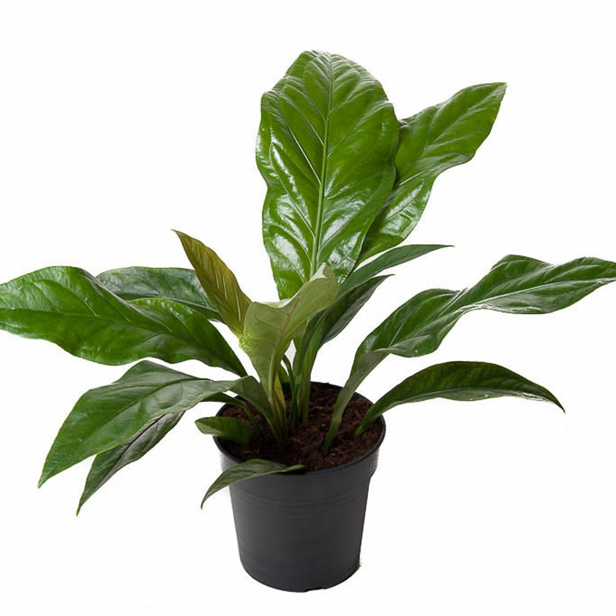 Anthurium crassinervium 'Jungle Bush' – The Jungle Giant