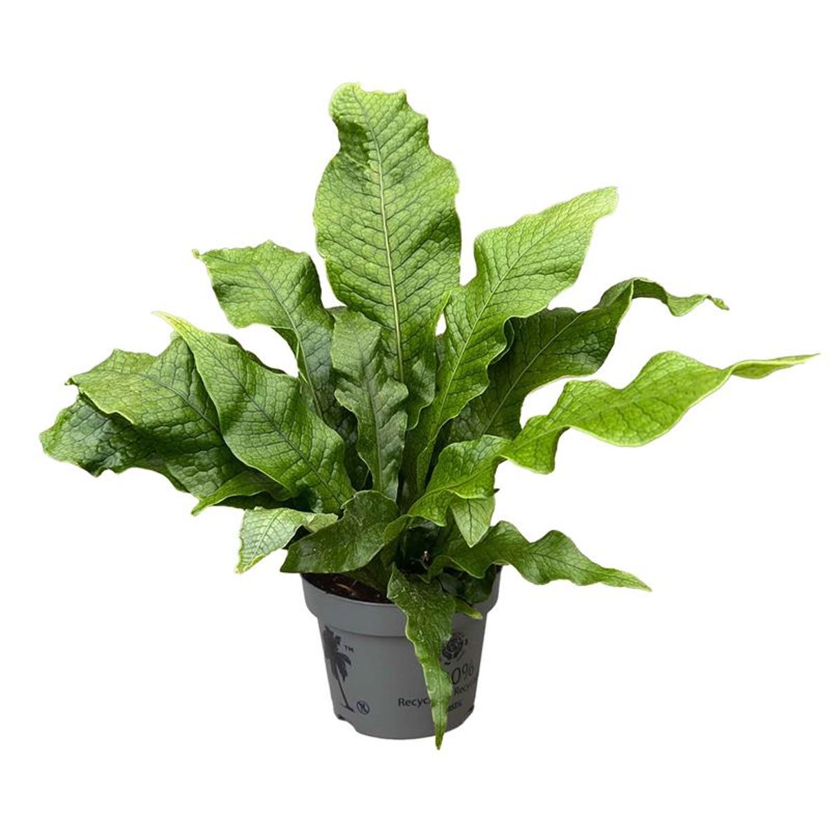 Microsorum musifolium 'Crocodyllus' – The Crocodile Fern