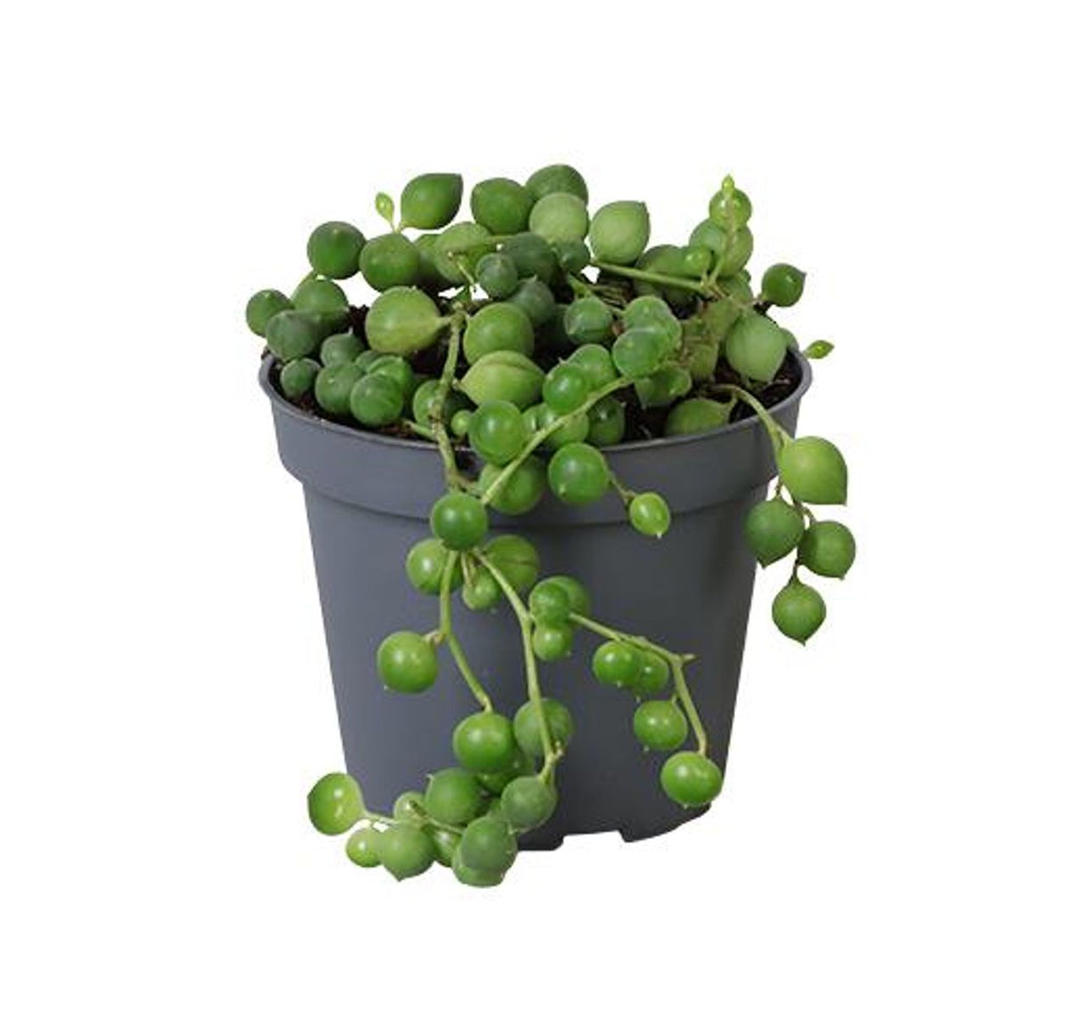 Senecio rowleyanus – The String of Pearls