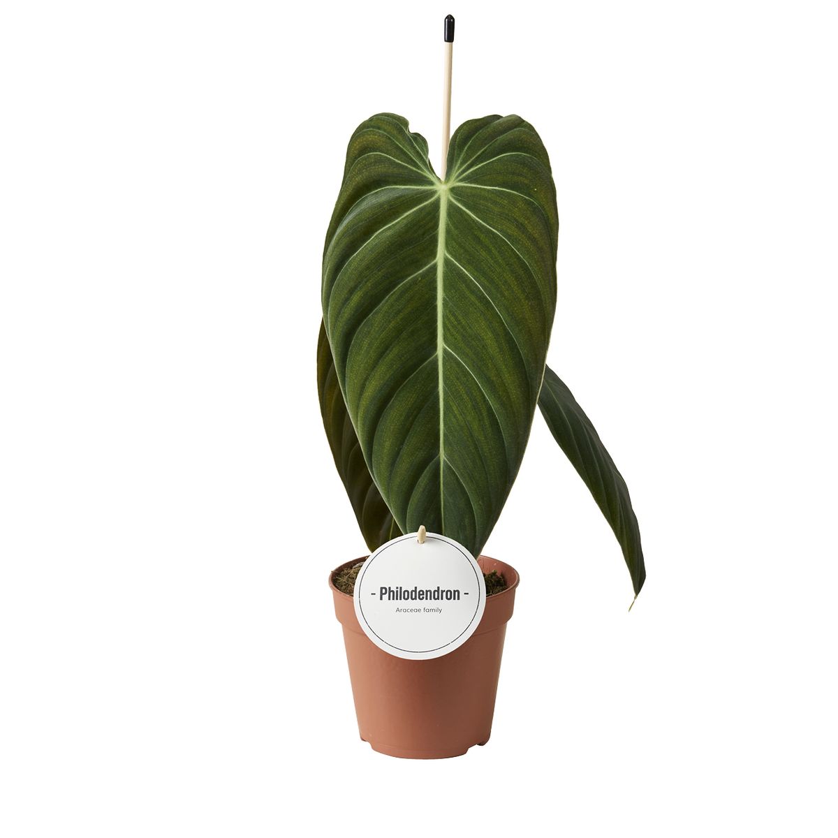 Philodendron melanochrysum – The Velvet King