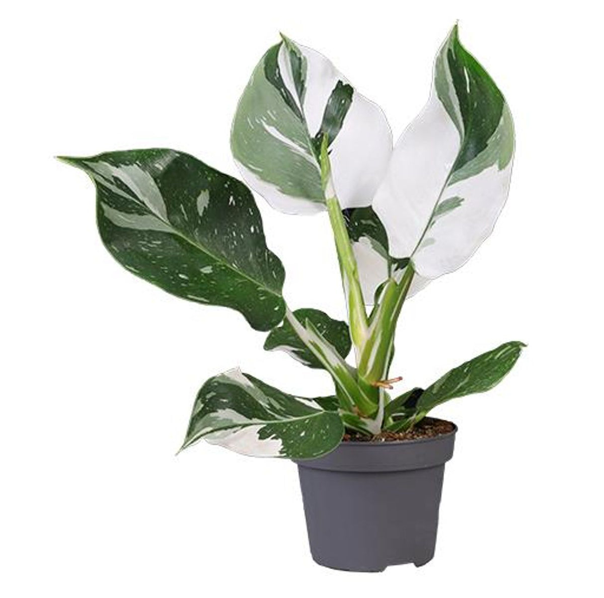 Philodendron 'White Wizard' – The White Magic