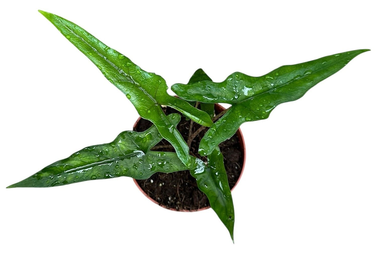 Alocasia 'Sabrina' – The Emerald Arrow