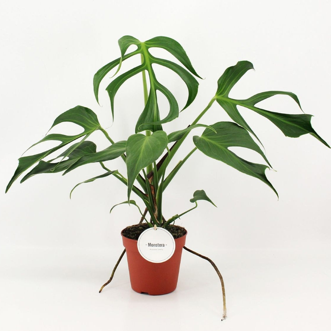 Monstera 'Burle Marx Flame' – The Flaming Monstera