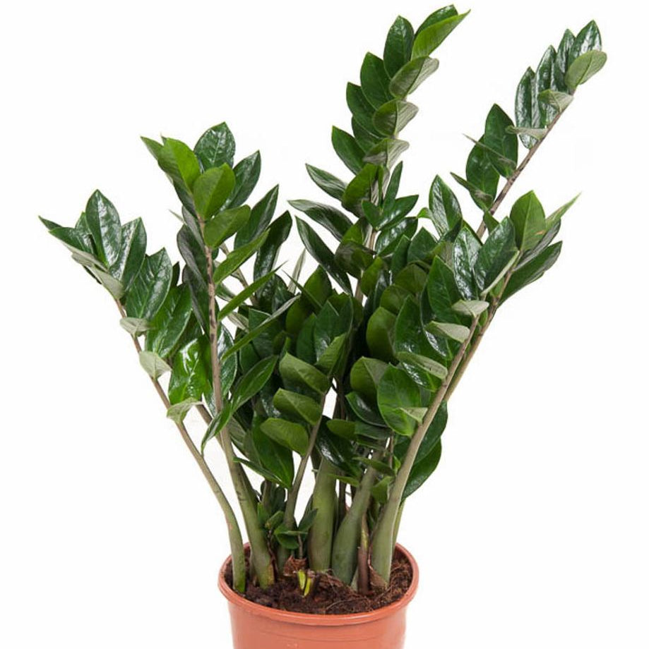 Zamioculcas zamiifolia – ZZ Plant