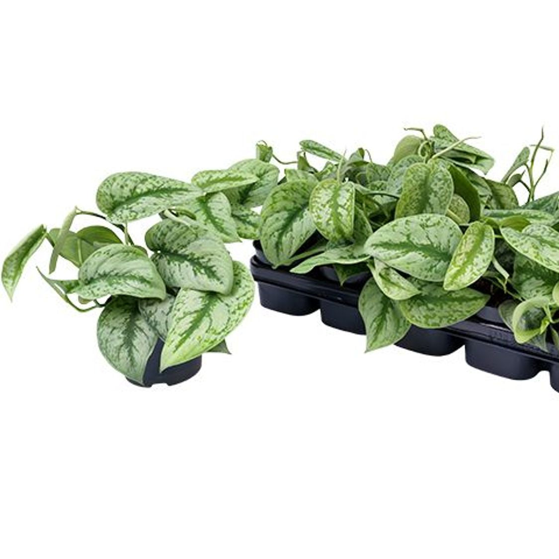 Scindapsus pictus 'Trebie'