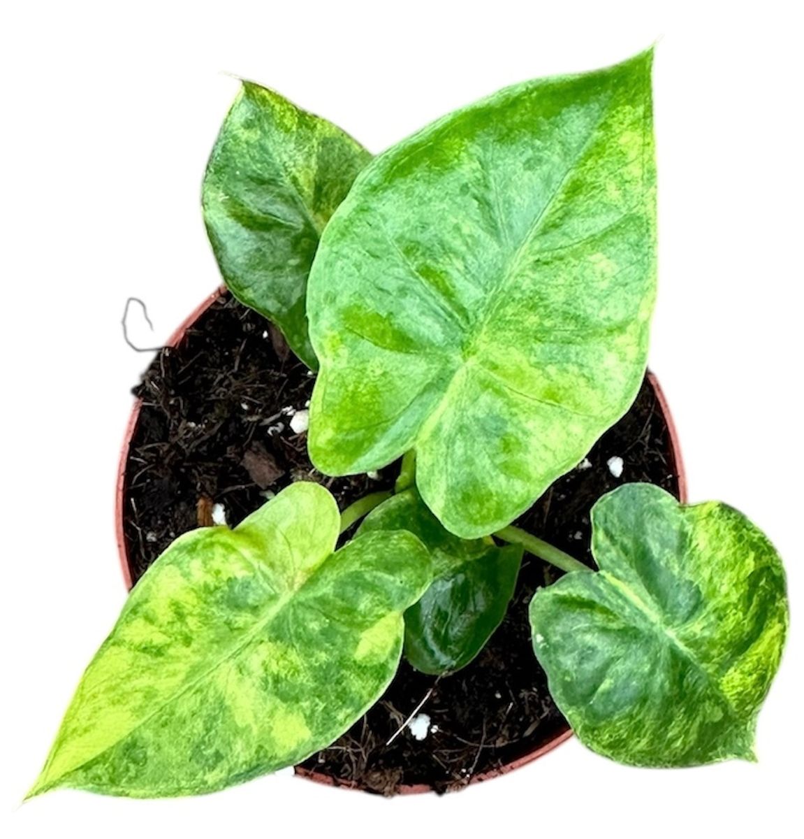 Alocasia gageana 'Aurea'