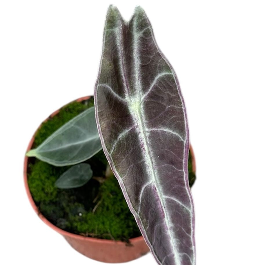 Alocasia longiloba 'Purple' – The Purple Jewel