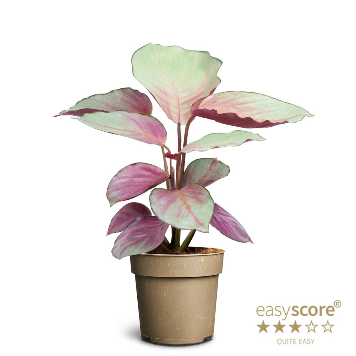 Calathea 'Silver Plate' – The Silver Beauty