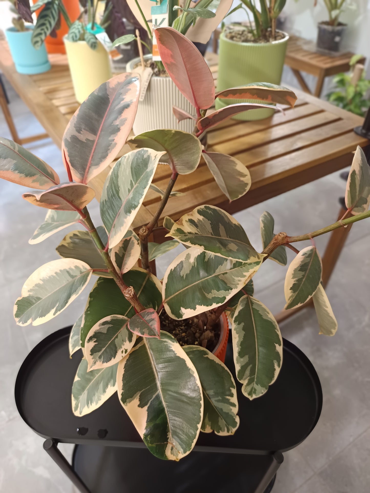 Ficus elastica 'Belize'