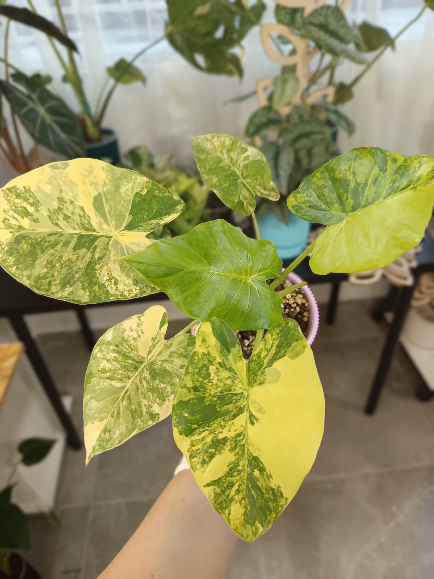 Alocasia gageana 'Aurea'