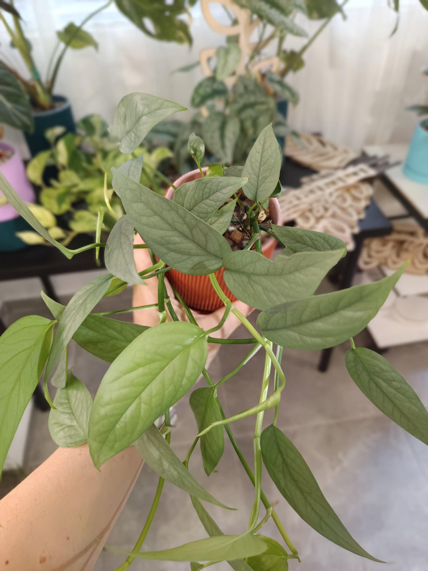 Epipremnum pinnatum 'Cebu Blue'