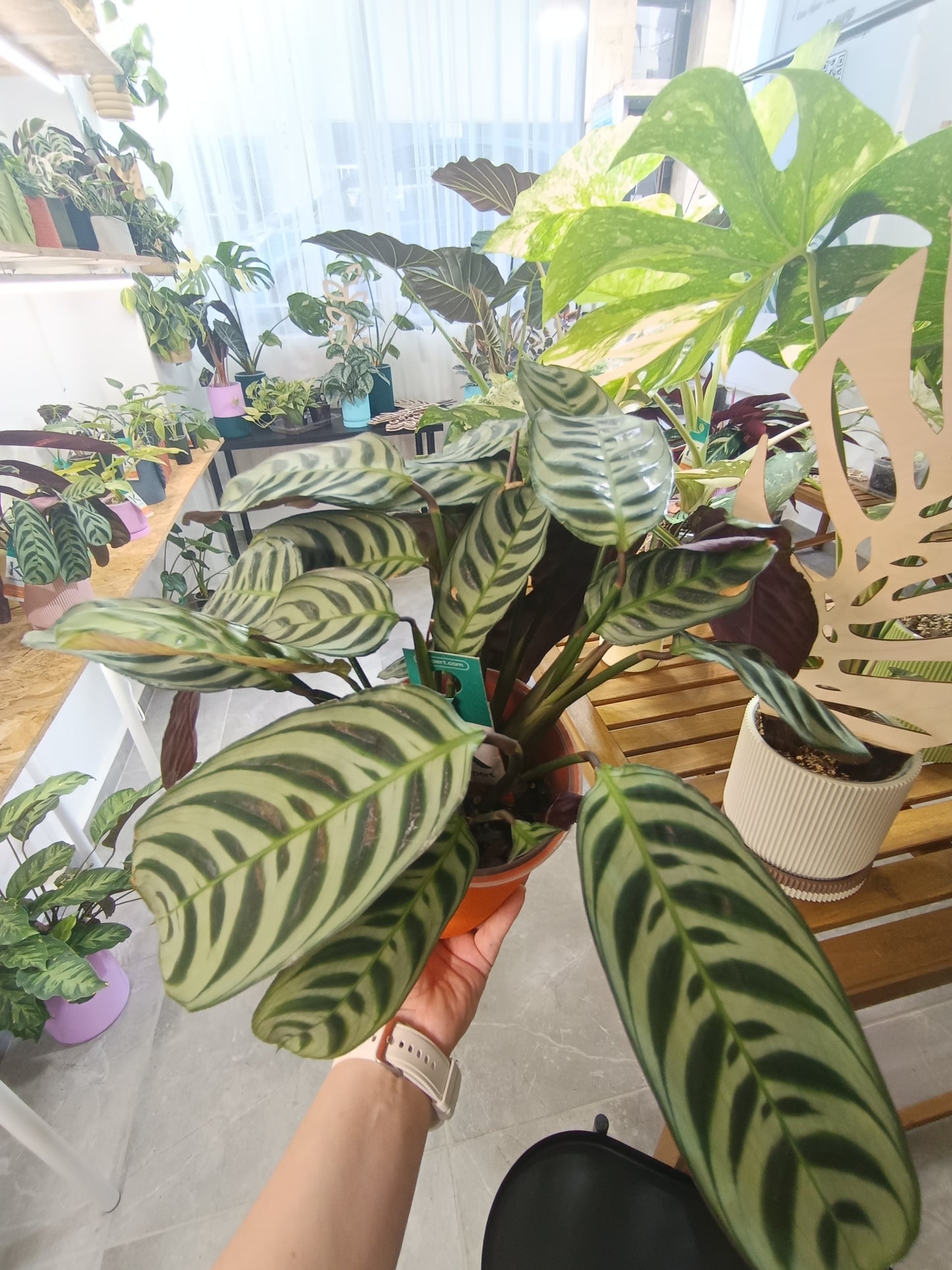Ctenanthe burle-marxii