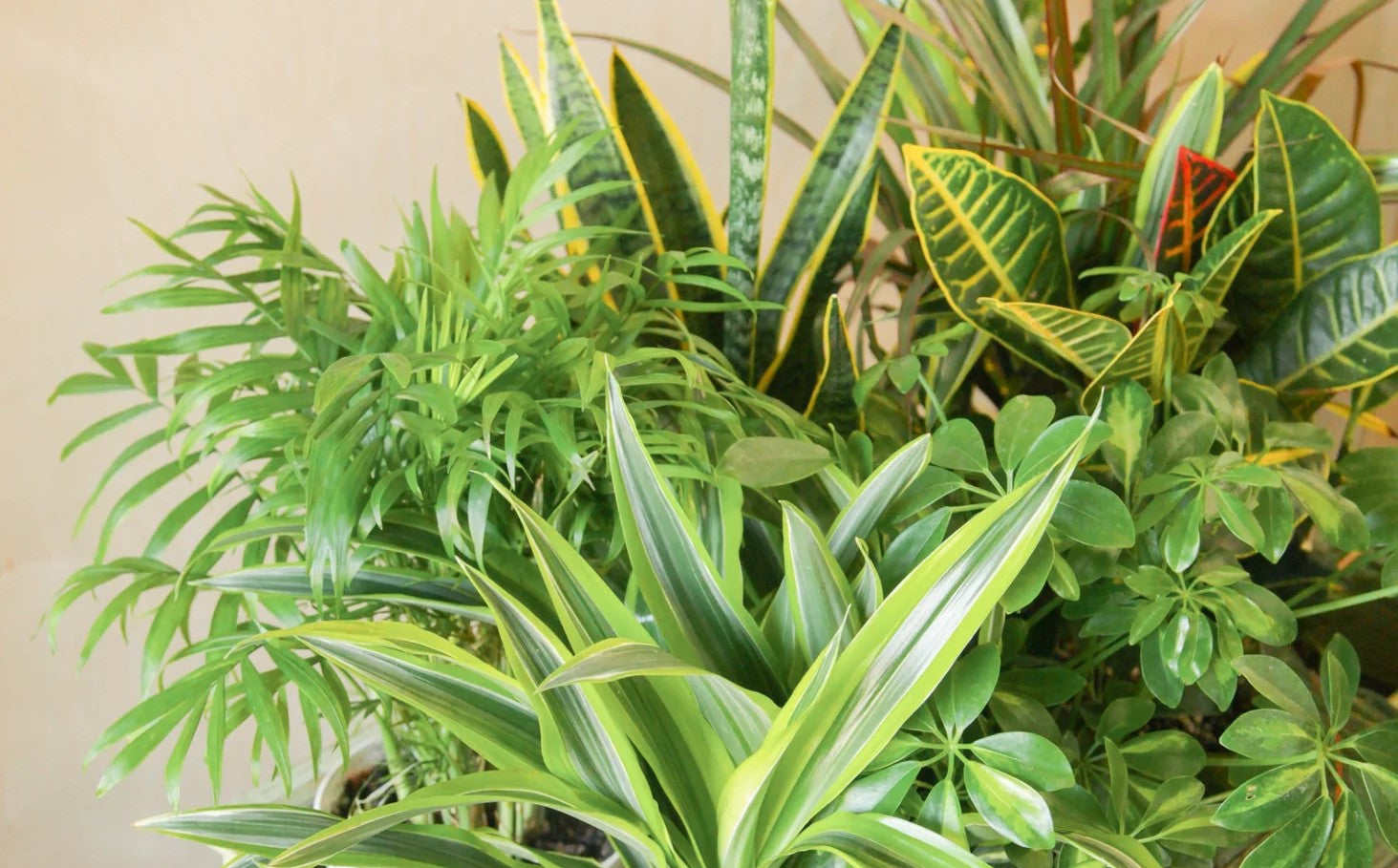 Plants