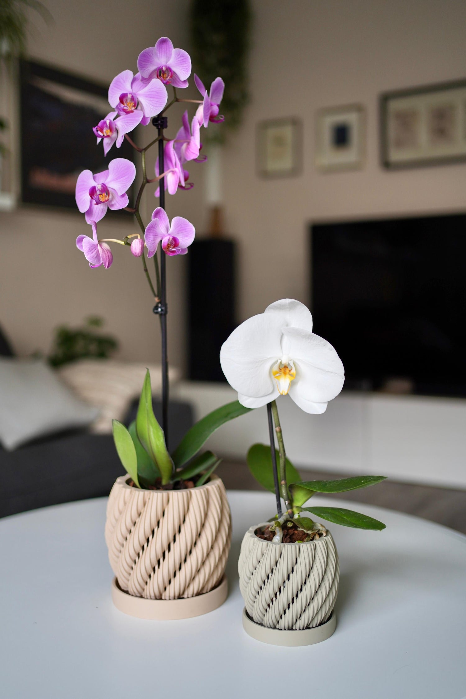 Orchid Collections