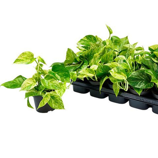 Epipremnum pinnatum 'Marble Queen'