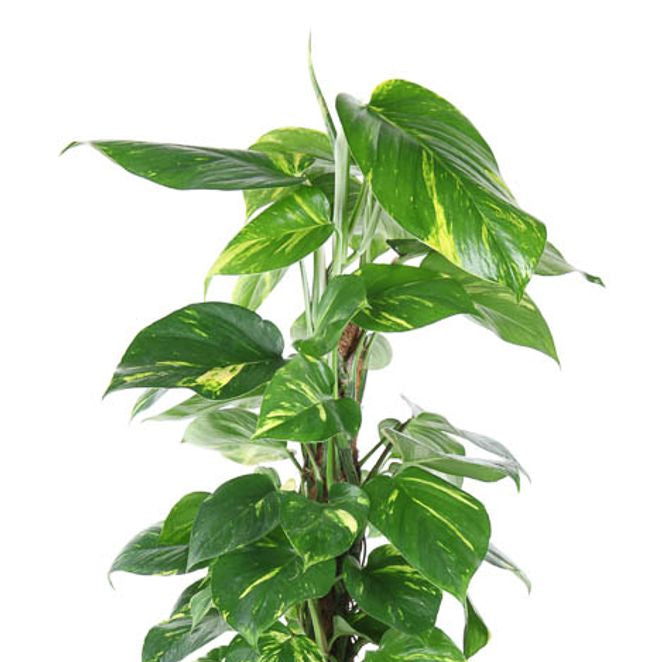 Epipremnum pinnatum – Dragon Tail