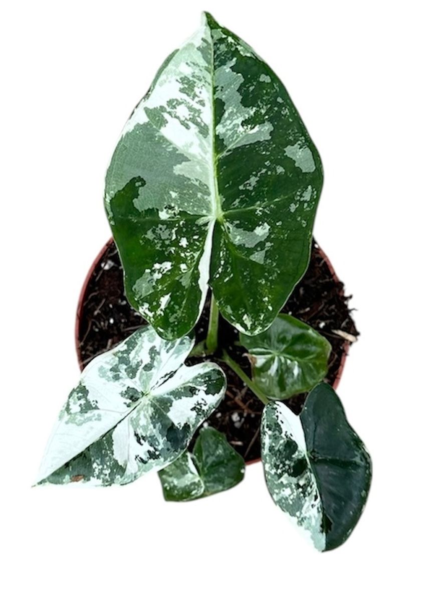 Alocasia micholitziana 'Frydek Variegata'