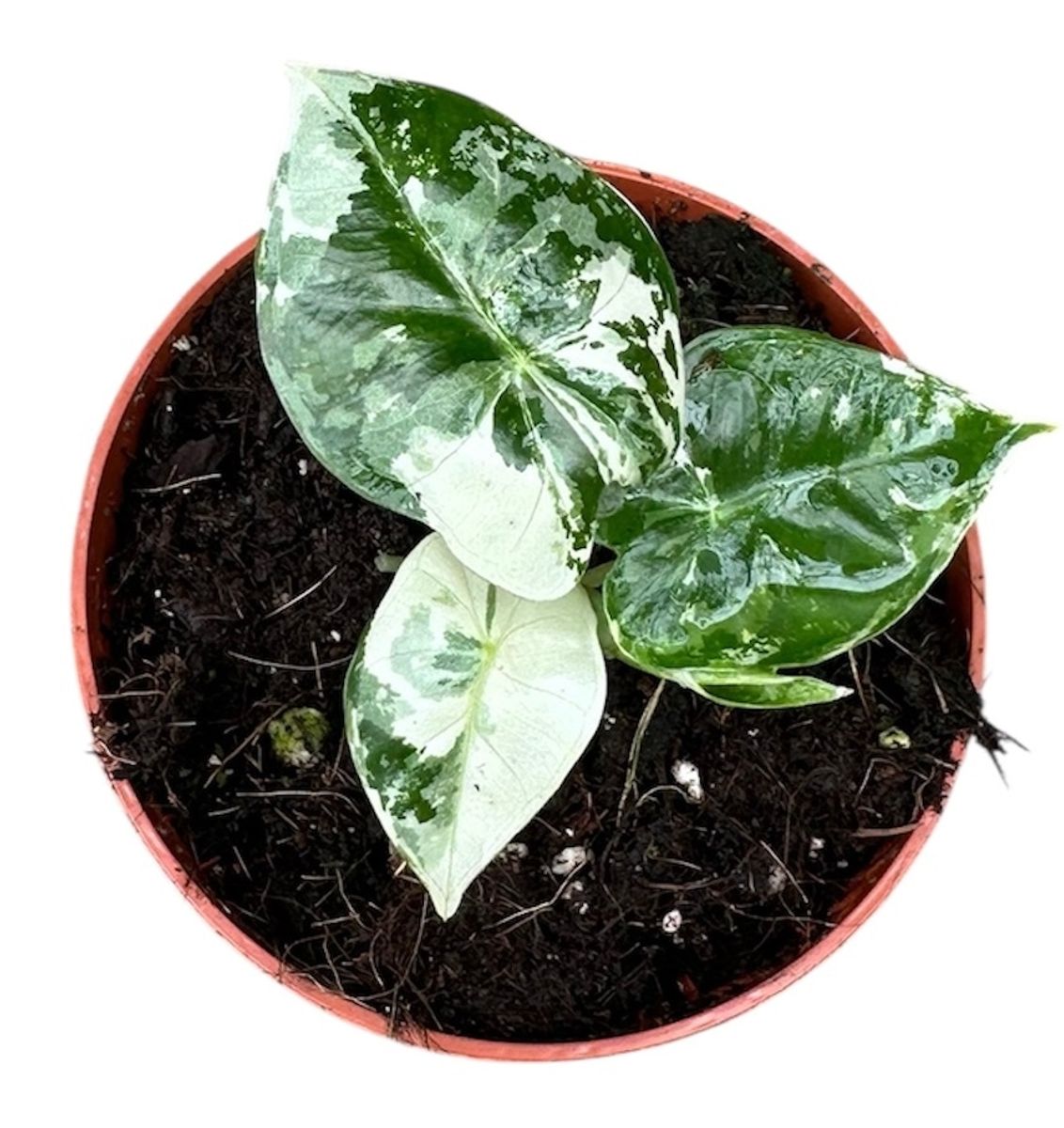 Alocasia micholitziana 'Frydek Variegata'