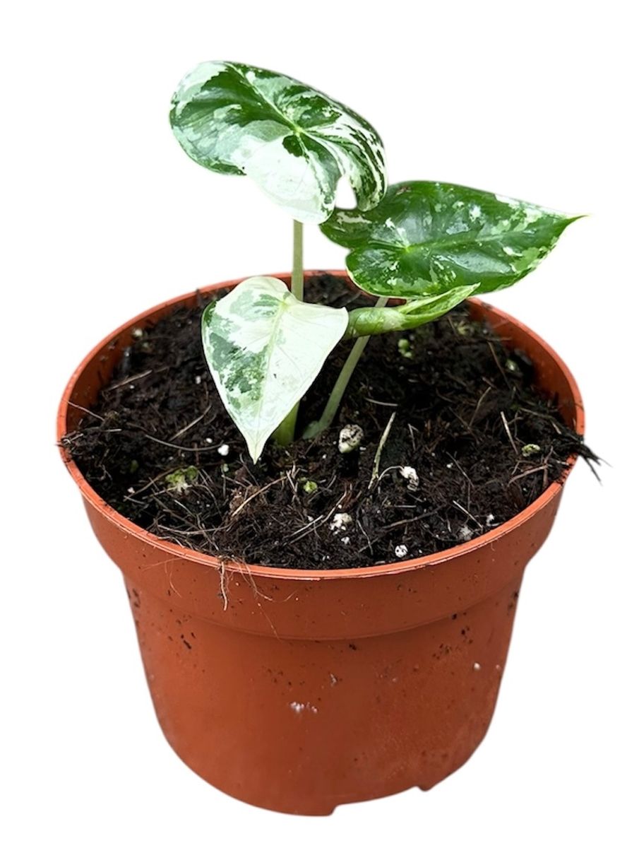 Alocasia micholitziana 'Frydek Variegata'