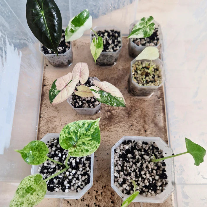 FINE SEEDING MIX (8.5L BAG)