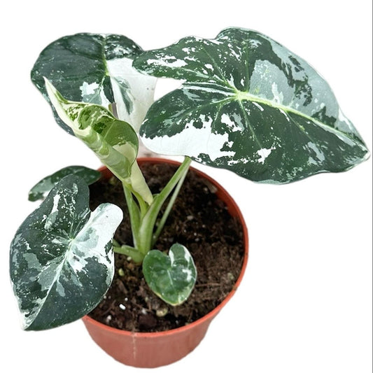 Alocasia micholitziana 'Frydek Variegata'