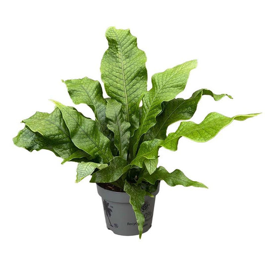Microsorum musifolium 'Crocodyllus' – The Crocodile Fern