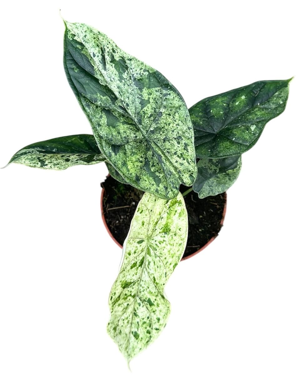 Alocasia 'Dragon Scale Mint'