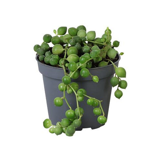 Senecio rowleyanus – String of Pearls