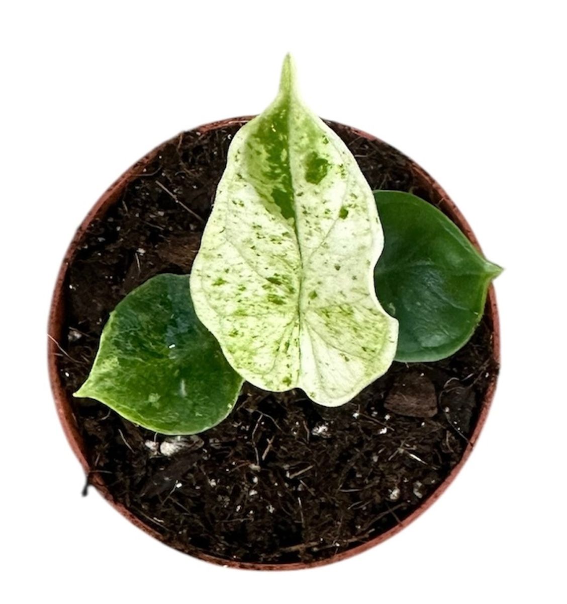 Alocasia 'Dragon Scale Mint'