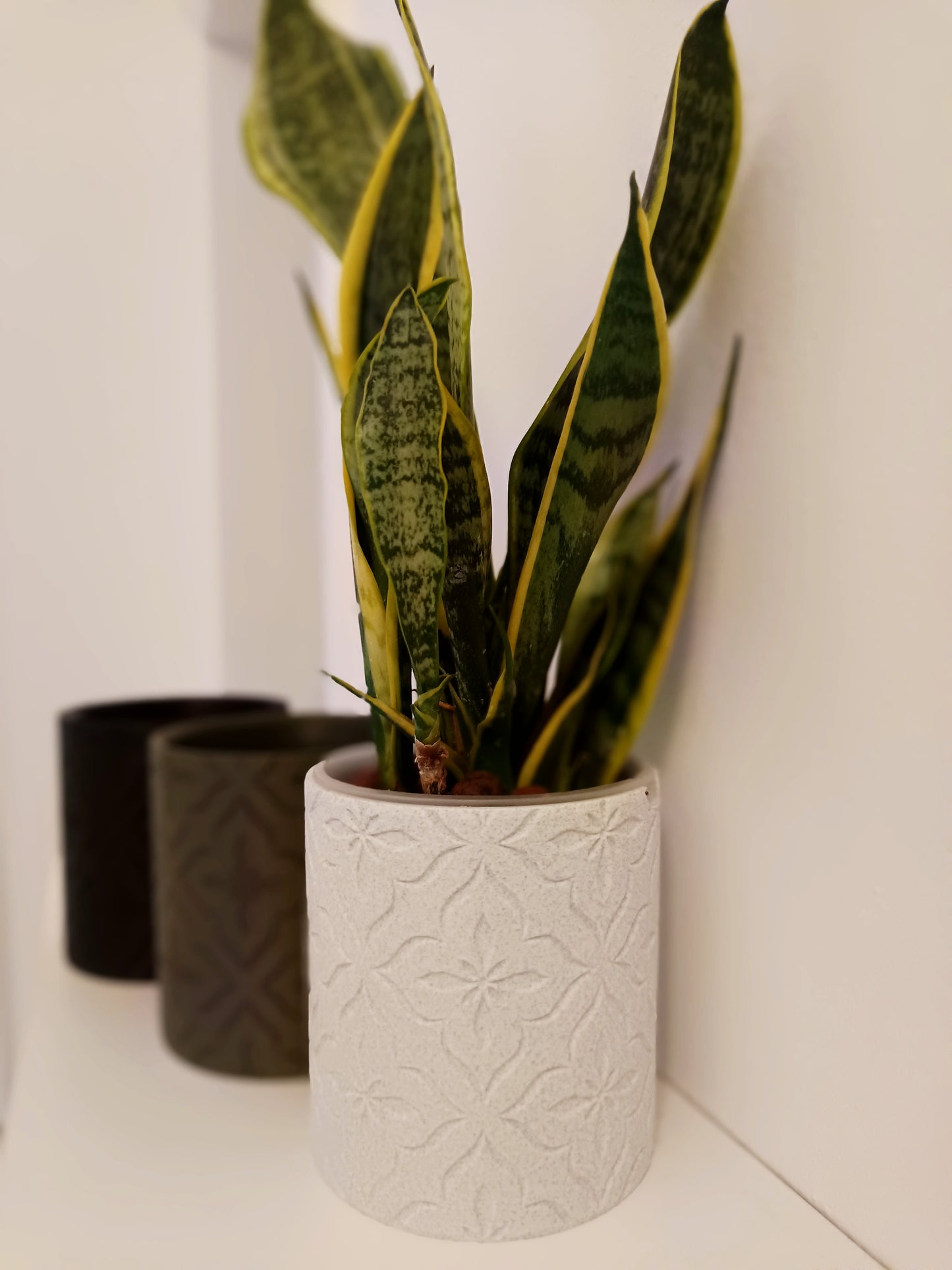 NestPot Flora – Decorative Cage Cover for Aroid Nursery Pots