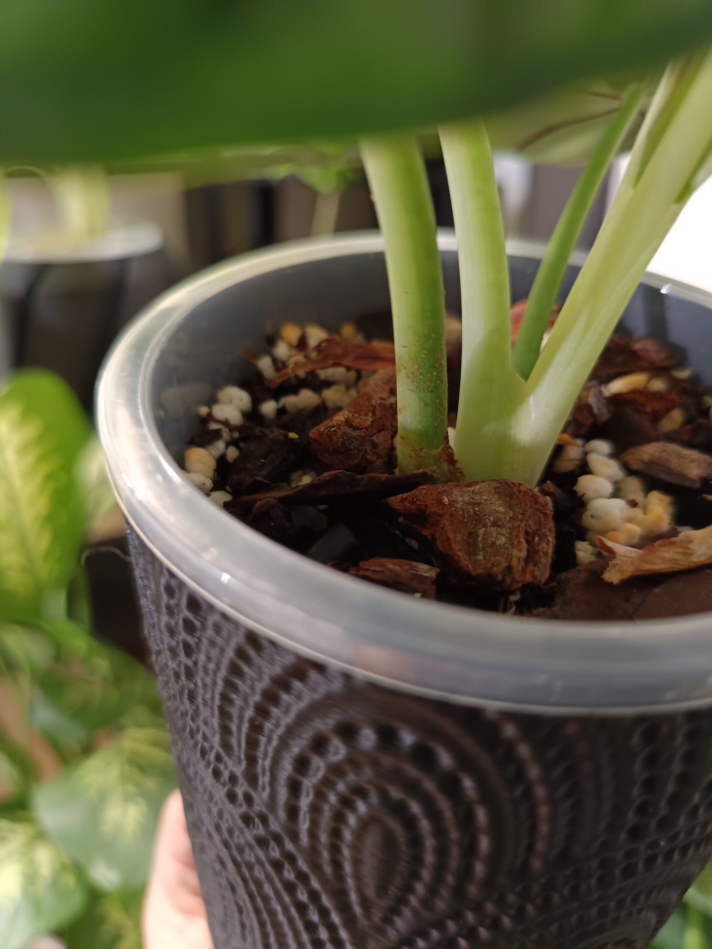 NestPot Tulam – Decorative Cage Cover for Aroid Nursery Pots