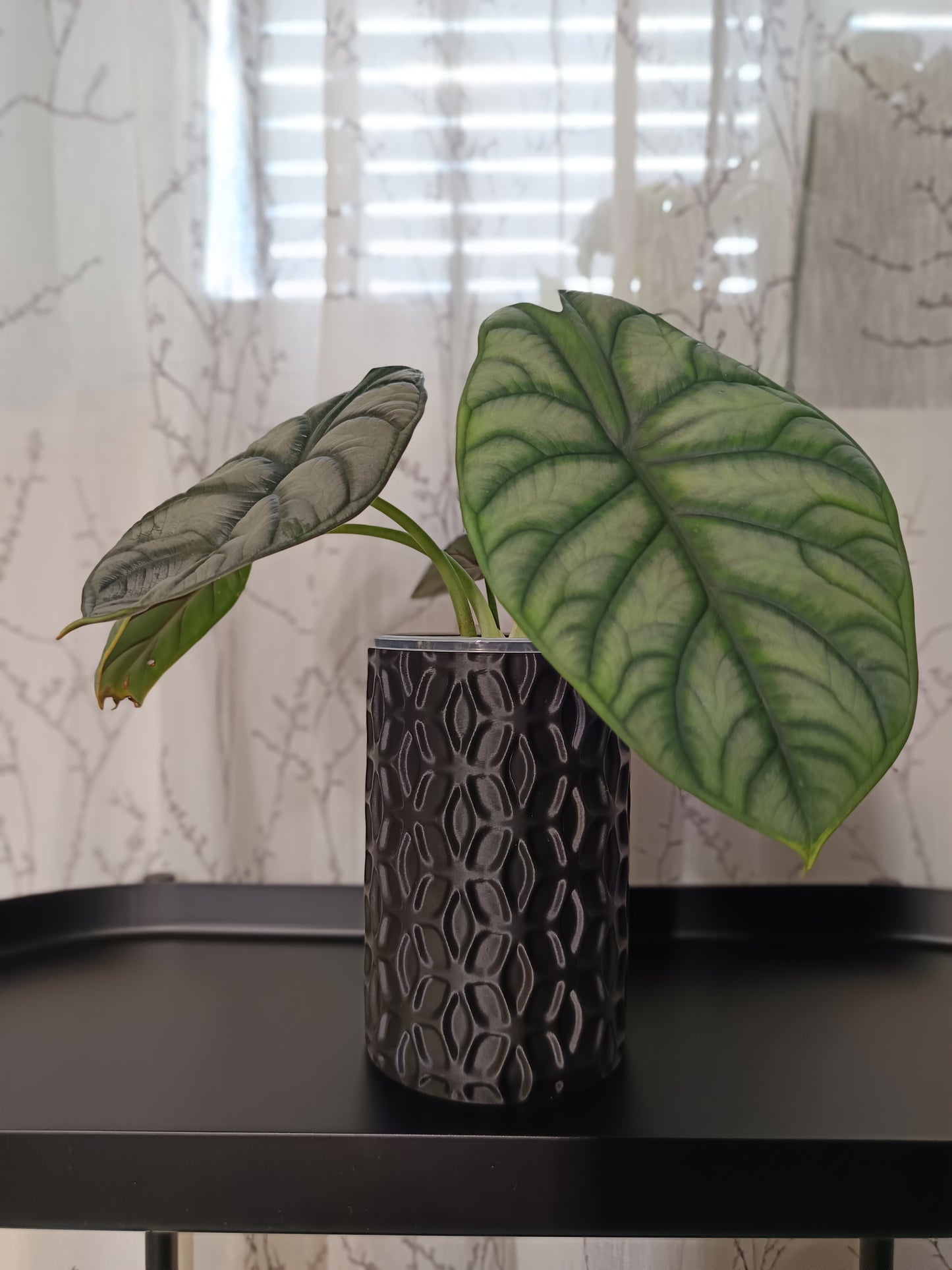 NestPot Ondir – Decorative Cage Cover for Aroid Nursery Pots