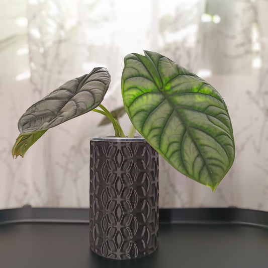 NestPot Ondir – Decorative Cage Cover for Aroid Nursery Pots