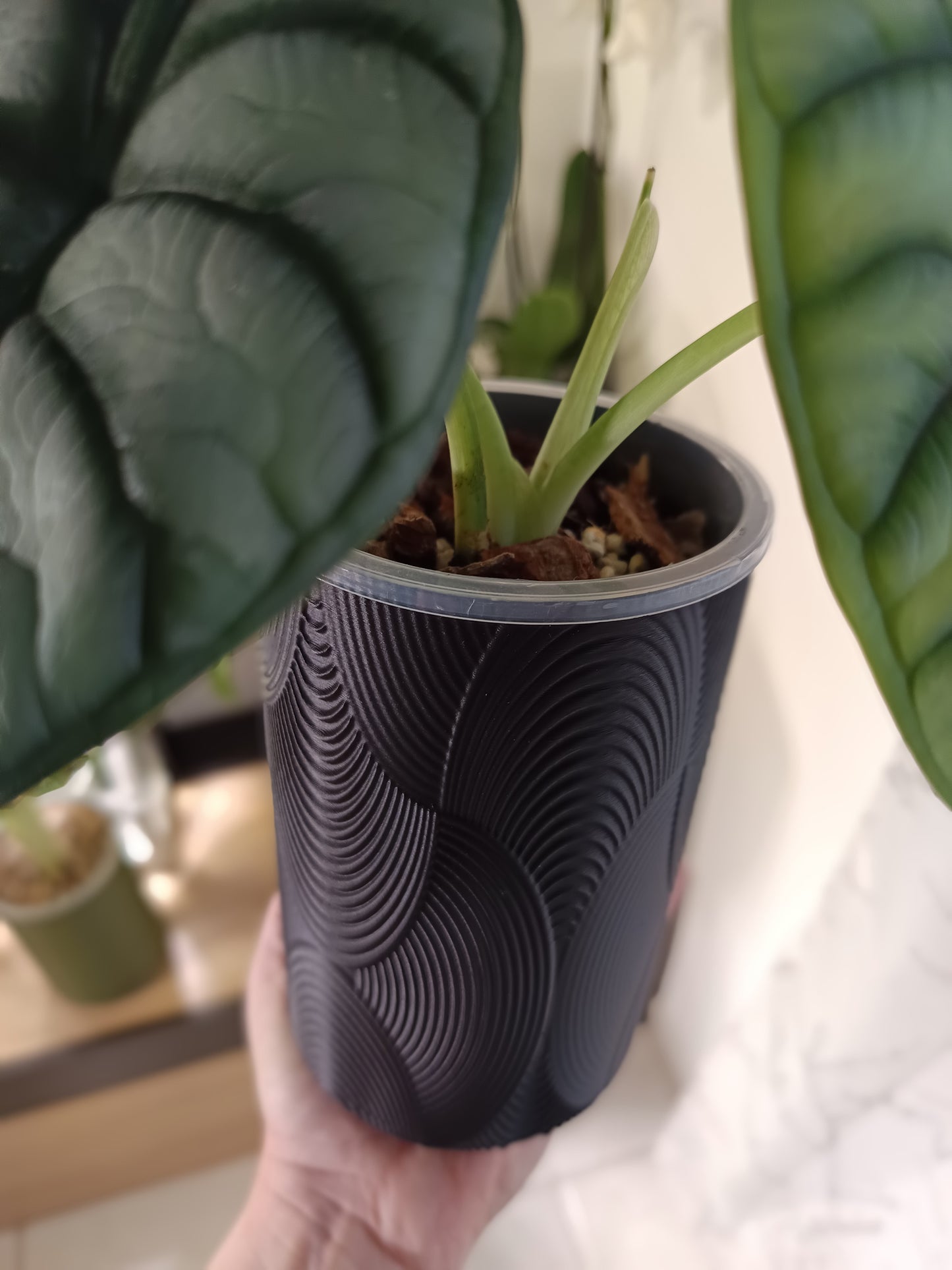 NestPot Wave – Decorative Cage Cover for Aroid Nursery Pots