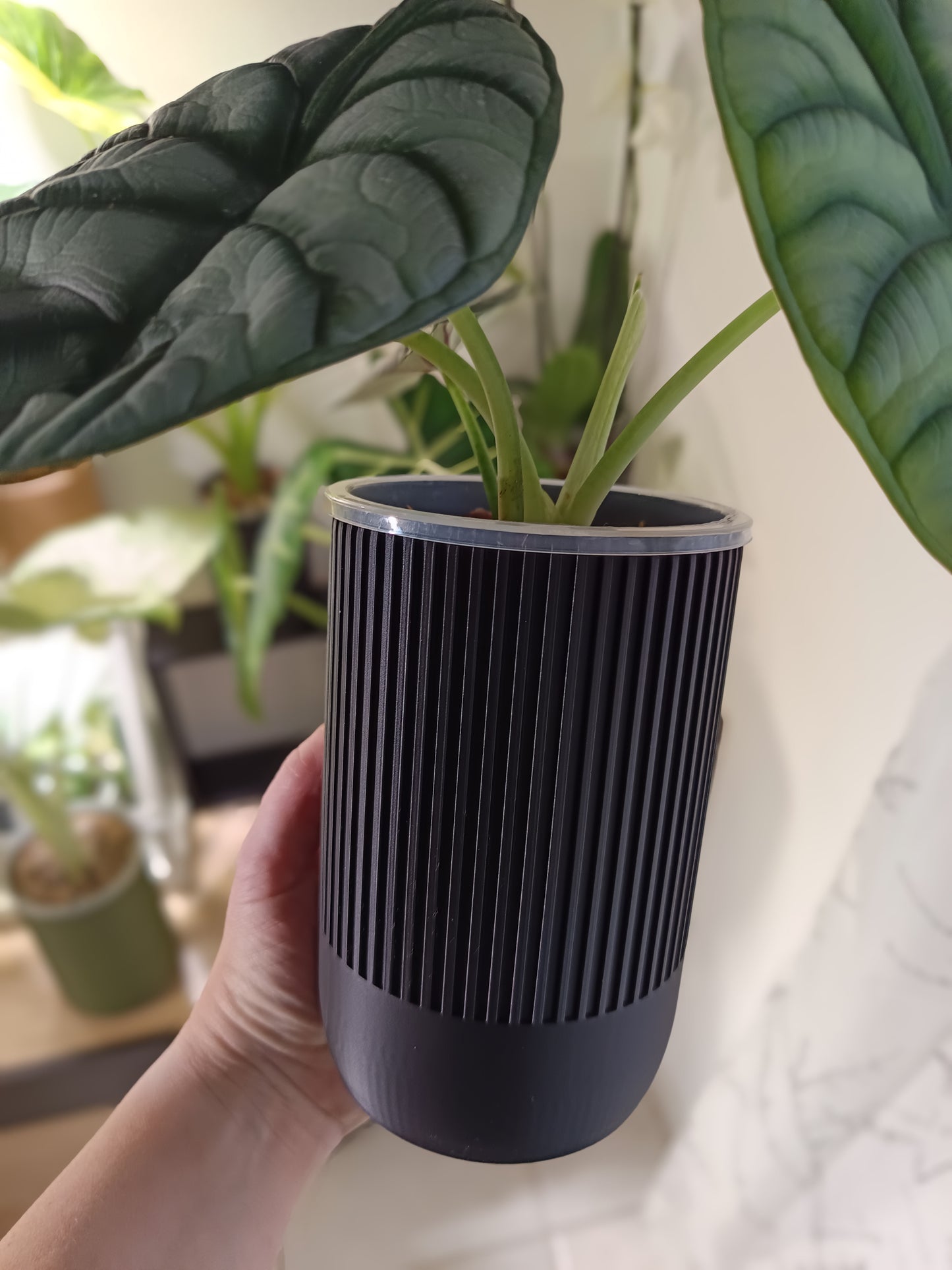 NestPot Erlin – Decorative Cage Cover for Aroid Nursery Pots