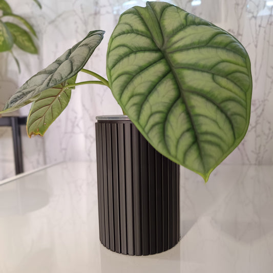NestPot Zelno – Decorative Cage Cover for Aroid Nursery Pots