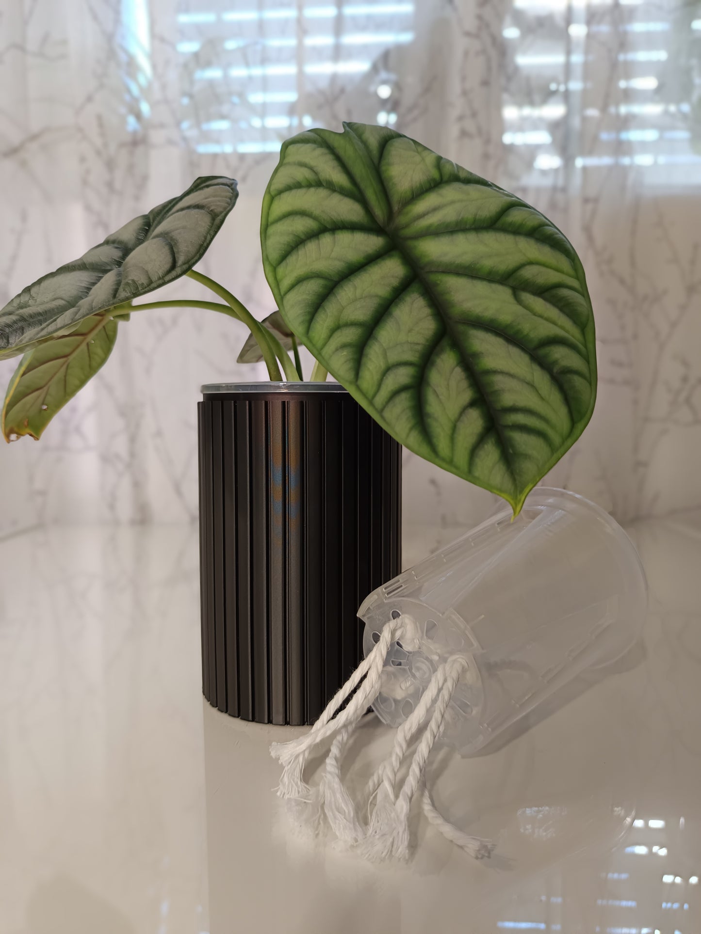 NestPot Zelno – Decorative Cage Cover for Aroid Nursery Pots