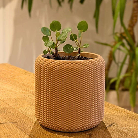 Wall Planter with Hidden Drip Tray