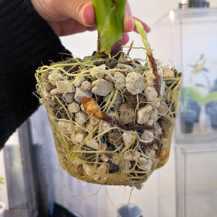 Self-watering Pots with Clear Inserts