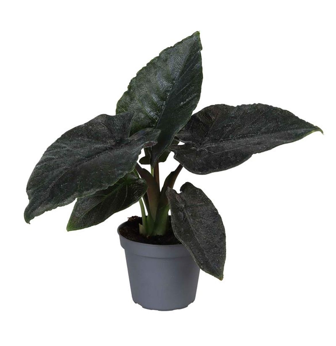 Alocasia 'Antoro Velvet' – The Velvet Jewel
