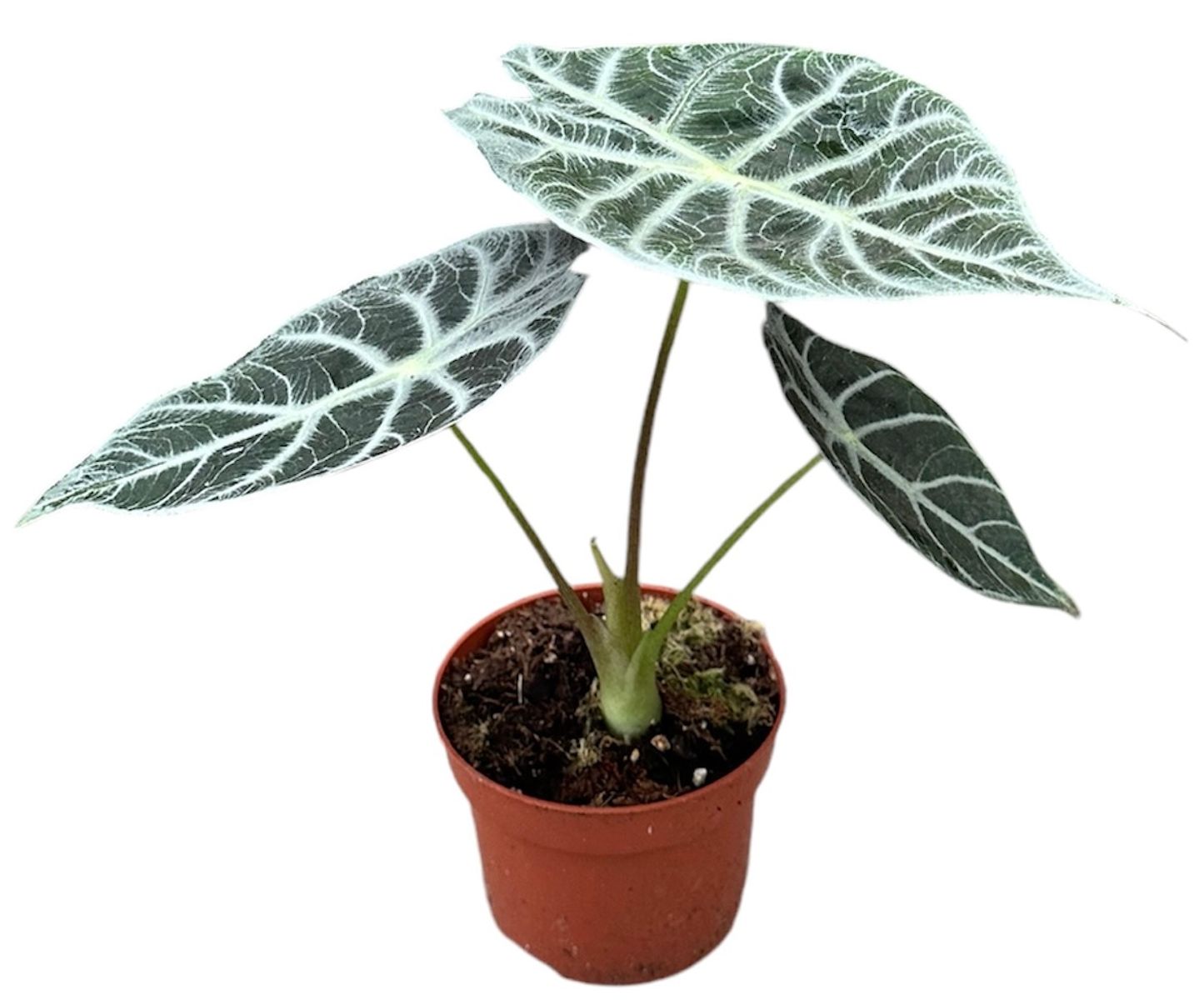 Alocasia 'Watsoniana Lightning'
