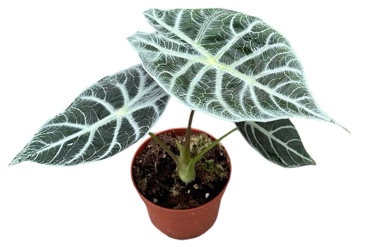Alocasia 'Watsoniana Lightning'