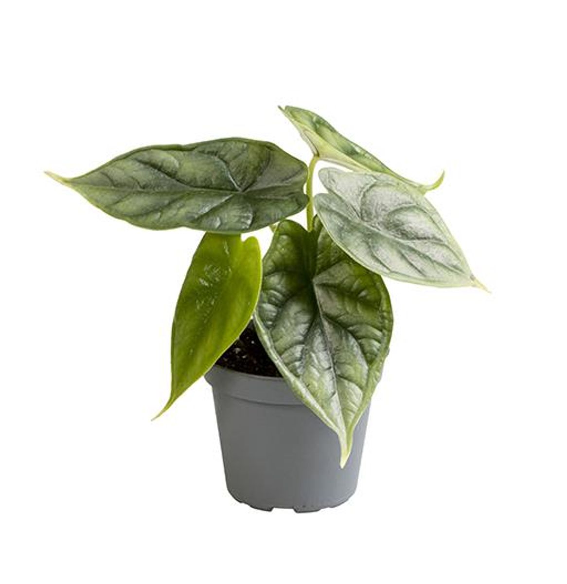 Alocasia 'Dragon Scale' – The Dragon's Jewel