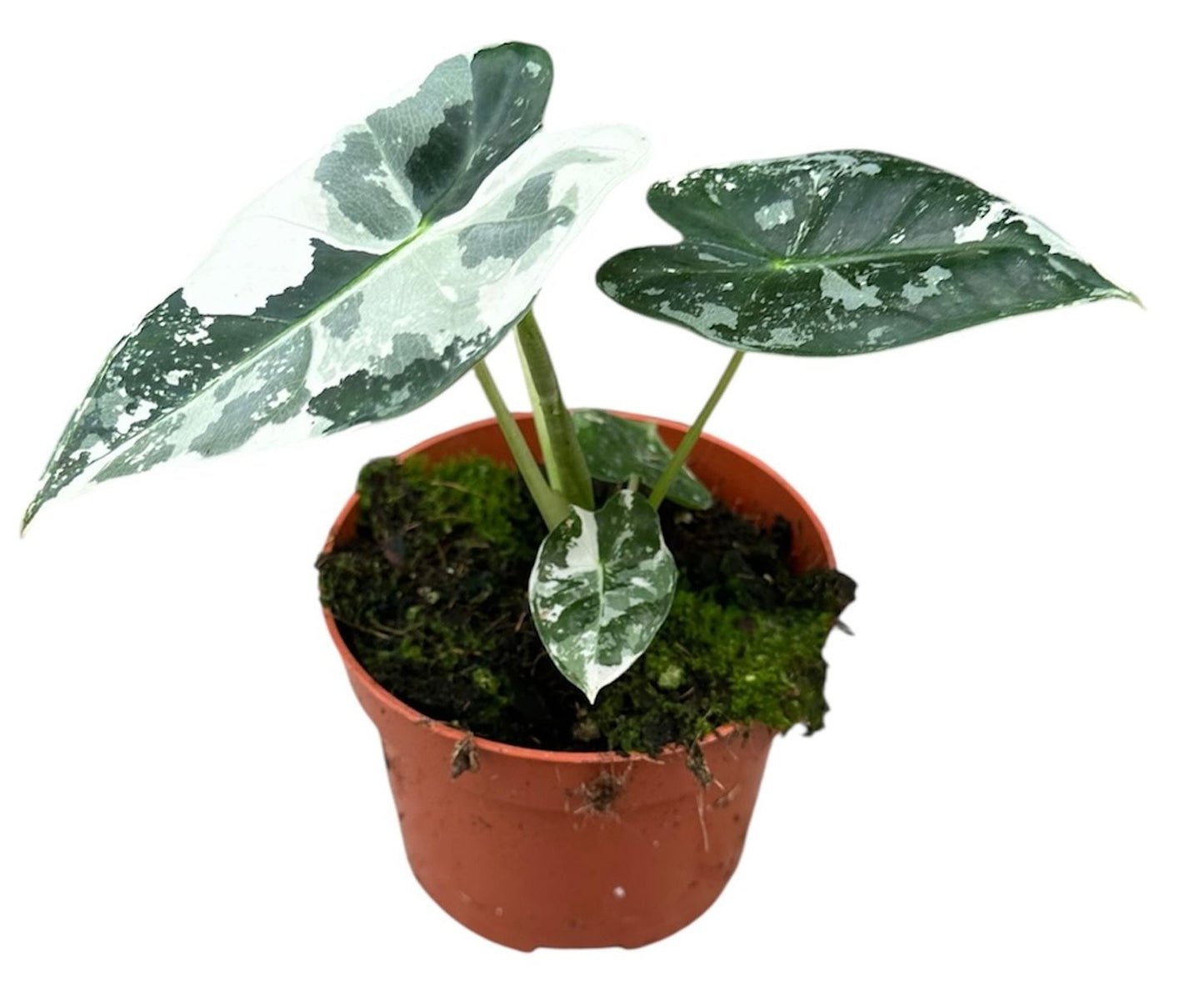 Alocasia micholitziana 'Frydek Variegata'