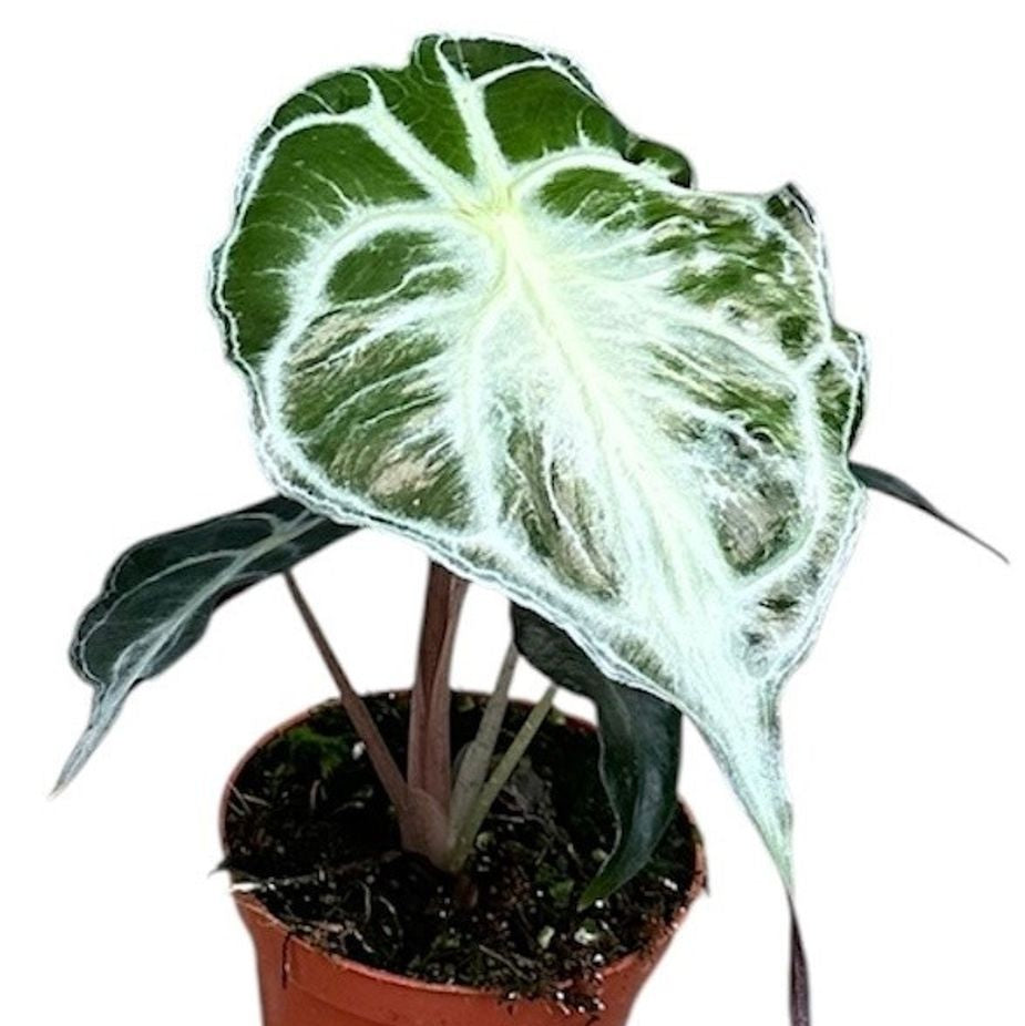 Alocasia 'Venom'