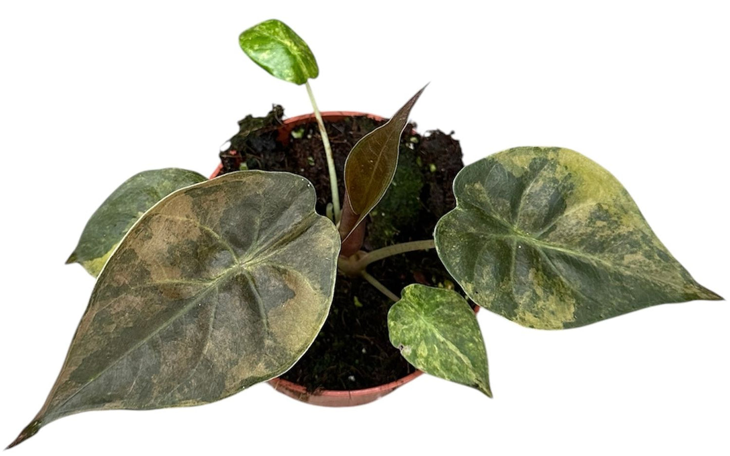 Alocasia wentii 'Aurea'