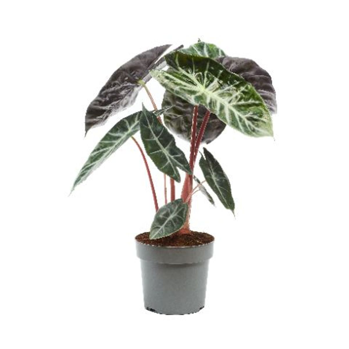 Alocasia 'Pink Dragon'