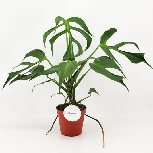 Monstera 'Burle Marx Flame' – The Flaming Monstera